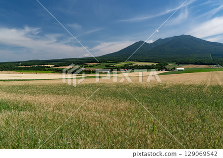 富良野山和麥田 129069542