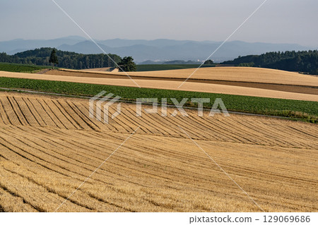 A hill overlooking the wheat fields A hill overlooking the wheat fields 129069686
