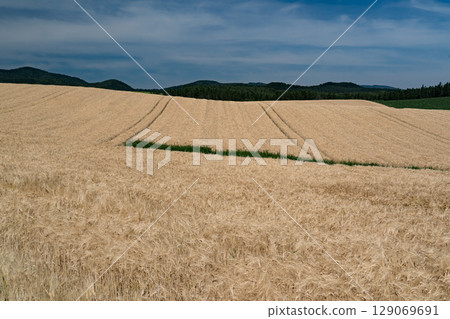 A hill overlooking the wheat fields 129069691