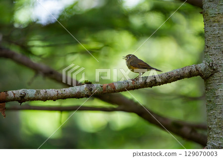一隻藍白相間的霸鶲在樹枝上唱歌 一隻藍白相間的霸鶲在樹枝上唱歌 129070003