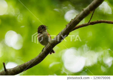 一隻藍白相間的霸鶲在樹枝上唱歌 一隻藍白相間的霸鶲在樹枝上唱歌 129070006