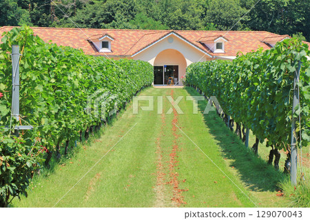 夏季的安曇野葡萄酒工廠 129070043