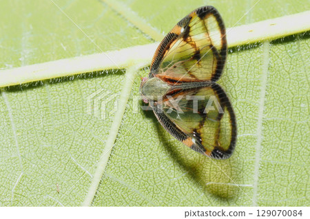 Scuba Hagoromo Scuba Hagoromo 129070084