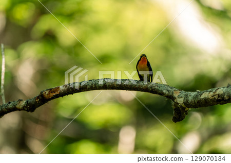 隸屬於分支機構的分支機構 129070184