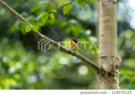 隸屬於分支機構的分支機構 129070185