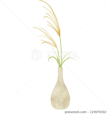 Watercolor illustration of Japanese pampas grass 129070302