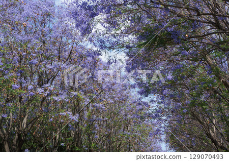 A tree with purple flowers blooming on the main street of the park 129070493