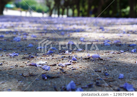 A path with beautiful purple petals falling 129070494