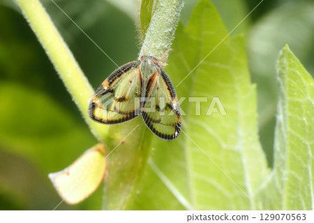 Skebahagoromo and Helichahagoromo 129070563