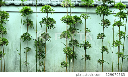 寺廟圍牆和竹籬 129070583