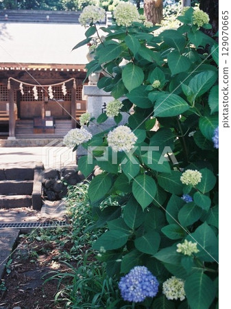 繡球花和神社的底片照片 繡球花和神社的底片照片 129070665