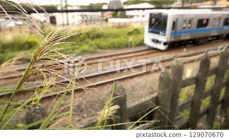 A local-style photo of an Odakyu Line train running through Japanese pampas grass in autumn 129070670