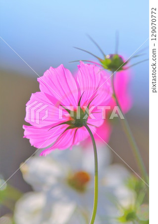 Cosmos field Cosmos 129070772