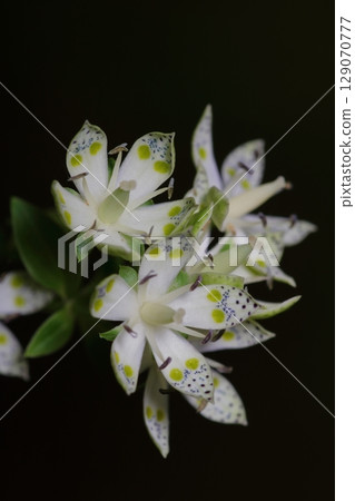 曙光草 曙光草 129070777