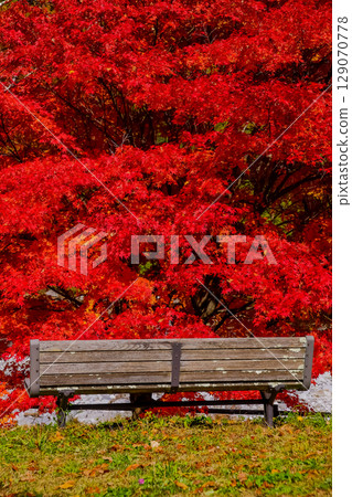 駒根高原鮮紅的秋葉和長椅 駒根高原鮮紅的秋葉和長椅 129070778