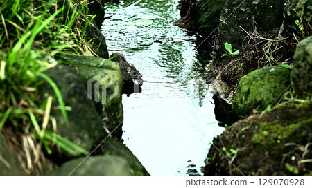 A mouse appeared in the stream 129070928