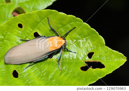 四七保常郎（男） 129070963