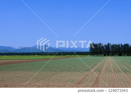 北國韭菜田（北海道帶廣市） 129071043