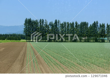 北國韭菜田（北海道帶廣市） 129071046