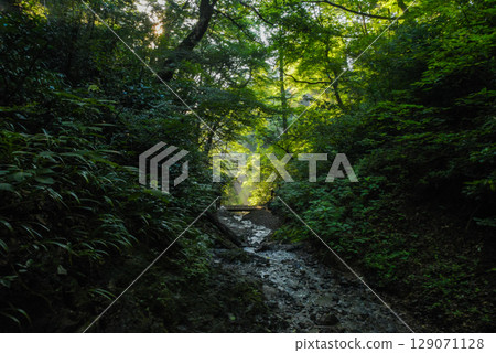 清晨的陽光灑滿高尾山6號公路 129071128