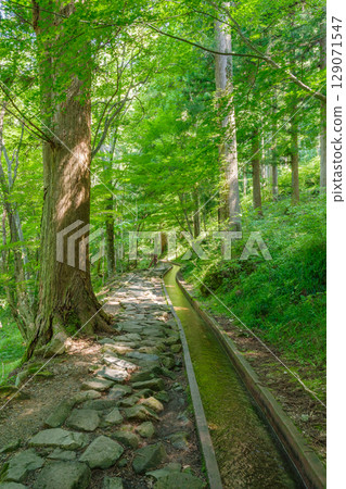 A promenade through the fresh green forest of Tsukechi Gorge (Nakatsugawa City, Gifu Prefecture) 129071547
