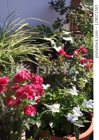 入口前種植花卉和盆栽 入口前種植花卉和盆栽 129071565