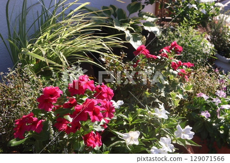 入口前種植花卉和盆栽 入口前種植花卉和盆栽 129071566