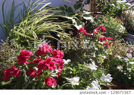 Flower arrangements and pots in front of the entrance 129071567