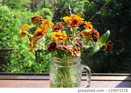 Arranging cut back zinnias on a windowsill 129071576