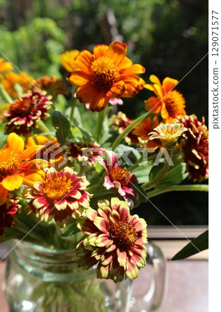 Arranging cut back zinnias on a windowsill Arranging cut back zinnias on a windowsill 129071577