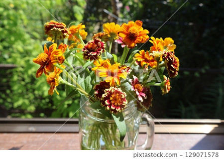 將剪下的百日菊花擺放在窗台上 將剪下的百日菊花擺放在窗台上 129071578