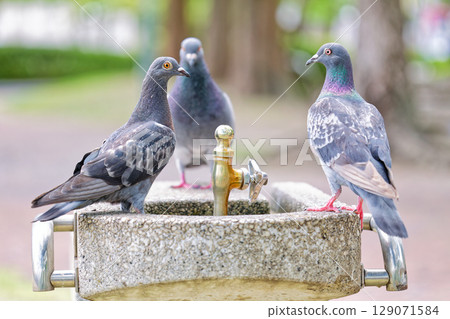 Rock pigeons gather at a watering hole in the park Rock pigeons gather at a watering hole in the park 129071584