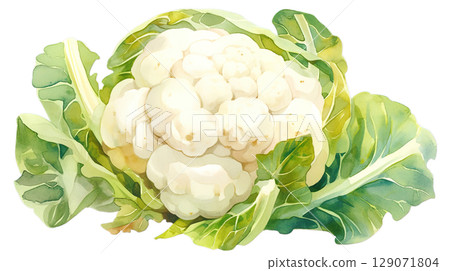 透明背景上的花椰菜水彩插圖(png) 透明背景上的花椰菜水彩插圖(png) 129071804