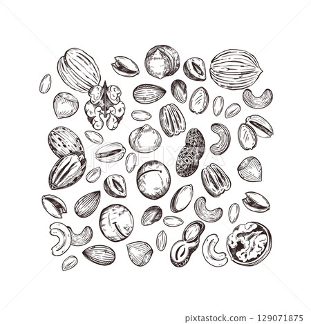 Nuts, walnuts, pecans, peanuts, pistachios, macadamias, cashews. Vector composition with nuts, hand-drawn with ink. Illustration for printing on food packaging, cosmetics, paper and fabric. Vector 129071875