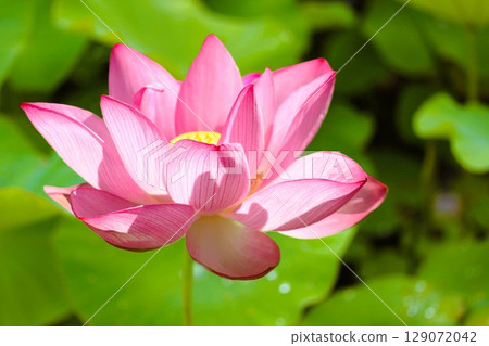 粉紅色的蓮花 129072042