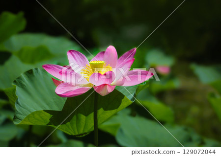 一朵引人注目的蓮花 129072044