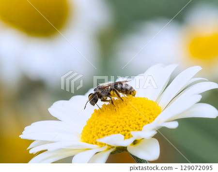 白花和蜜蜂 129072095