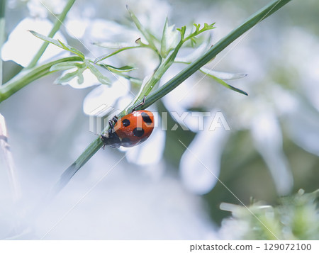 Ladybug searching for favorite aphids Ladybug searching for favorite aphids 129072100
