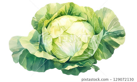 透明背景上的捲心菜水彩插圖（png） 129072130