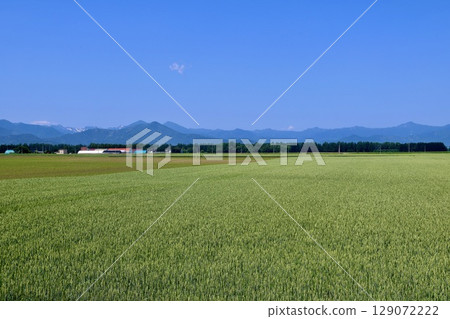 Wheat fields and the northern land (Obihiro City, Hokkaido) 129072222