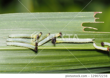Crocodon butterfly larva Crocodon butterfly larva 129072238
