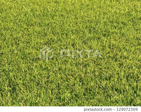 日本長崎縣五島列島福江島的鄉村景觀和火山丘陵的夏季風景 129072309