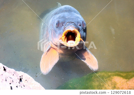 A carp greeting with its mouth wide open A carp greeting with its mouth wide open 129072618
