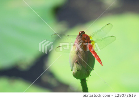 Red dragonfly that sticks to the leaves Red dragonfly that sticks to the leaves 129072619