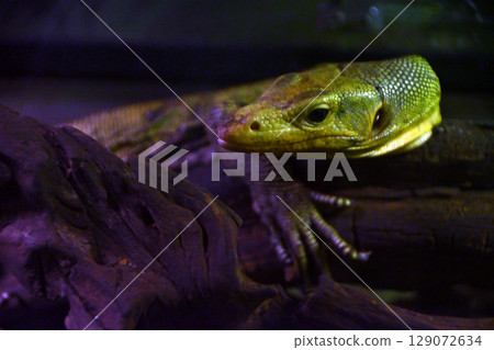 Kokane Otokage 129072634