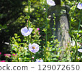 綠絨蒿花 129072650