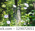 菊苣根 129072651