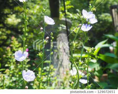 Chicory 129072651