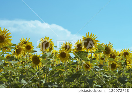 Sunflower field on the street corner Sunflower field on the street corner 129072738