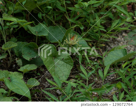 A female stag beetle (Stag beetle) on a leaf 129072764